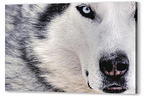 Wolf — Волк