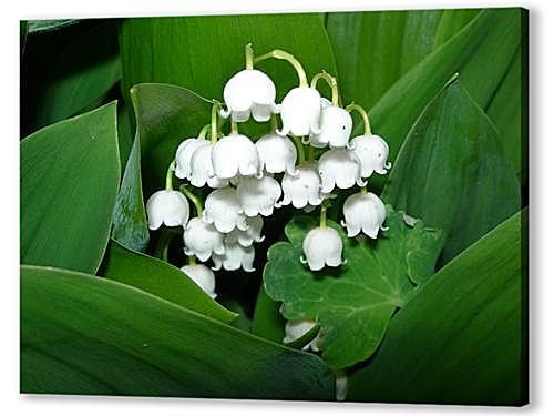 lilies of the valley — Ландыши