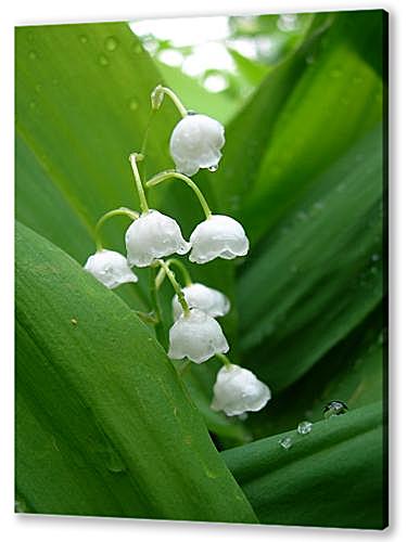 lilies of the valley — Ландыши